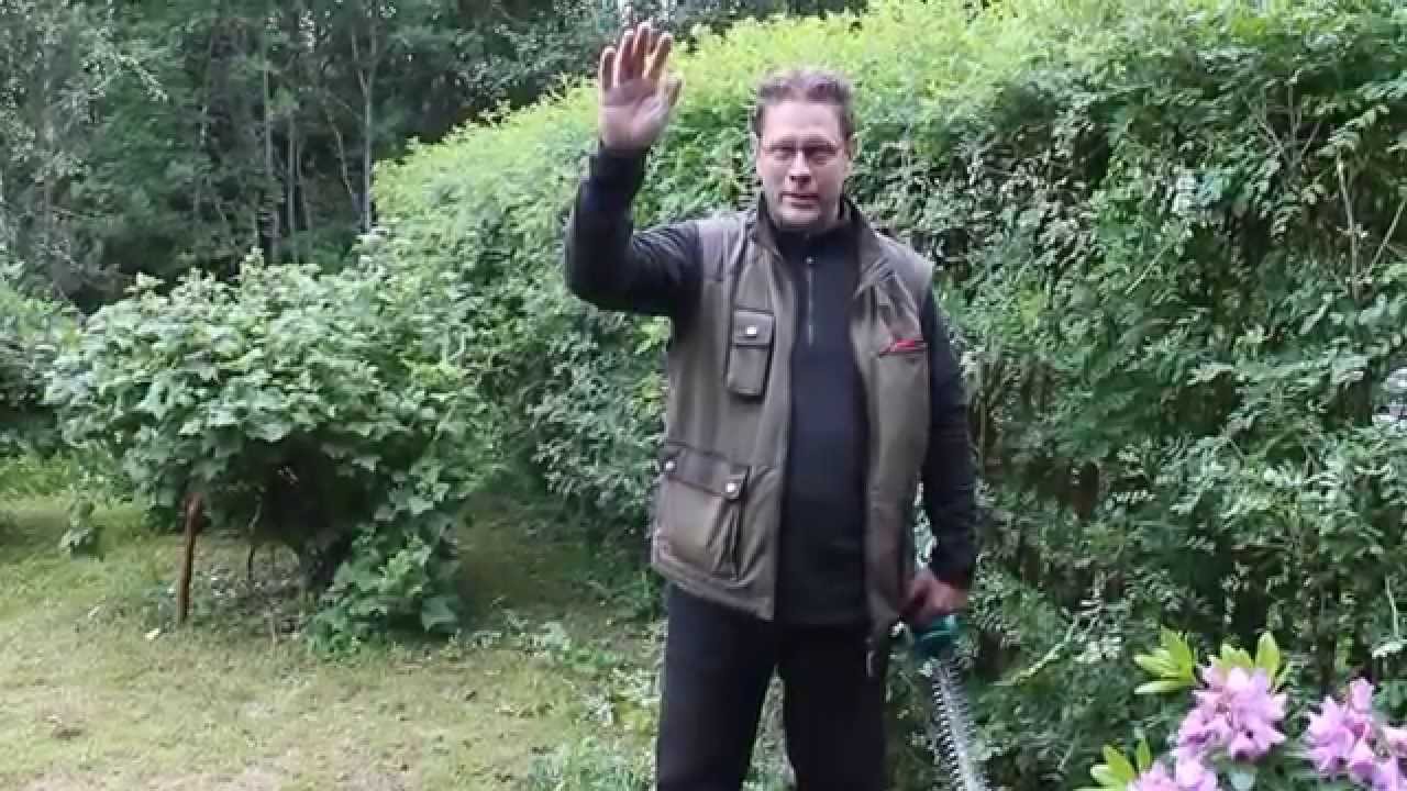 Pihatöinä pihatyönä siperianhernepensaan leikkausta Juhannukseksi 19.6.2014 v1