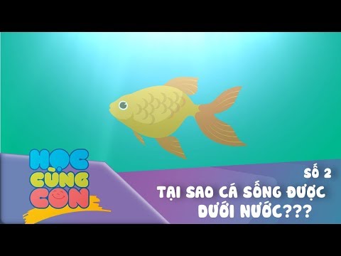 Video: Cá Sống Như Thế Nào