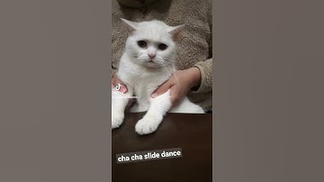 Thumbnail of cat chacha slide dance