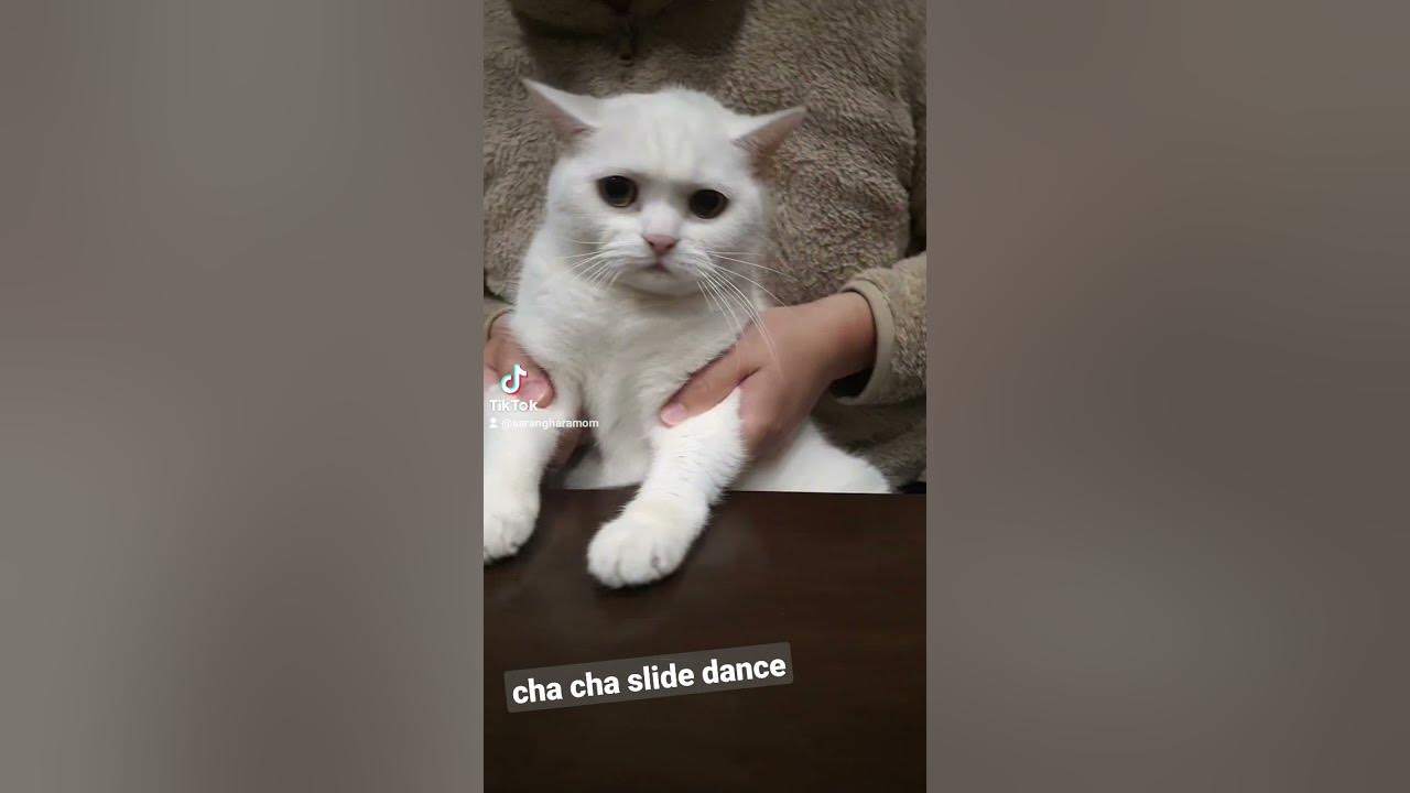cat chacha slide dance