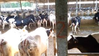 Come alleviare lo stress da CALDO estivo nelle stalle di bovine