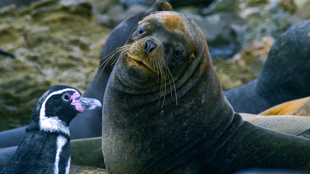 ⁣Humboldt Penguins Fight Off Fur Seals | BBC Earth