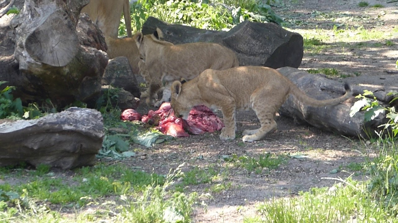 ZOO DINING TIME - YouTube