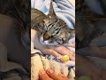 アゴ乗せ🤣女の子🐈生後11ヶ月 #保護猫 #里親 #猫のいる暮らし #今日のにゃんこ