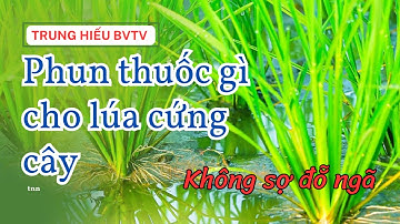 Mẹo phun thuốc gì cho lúa cứng cây, chống đỗ ngã nhất!