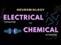 Types of Synapses | Neurobiology