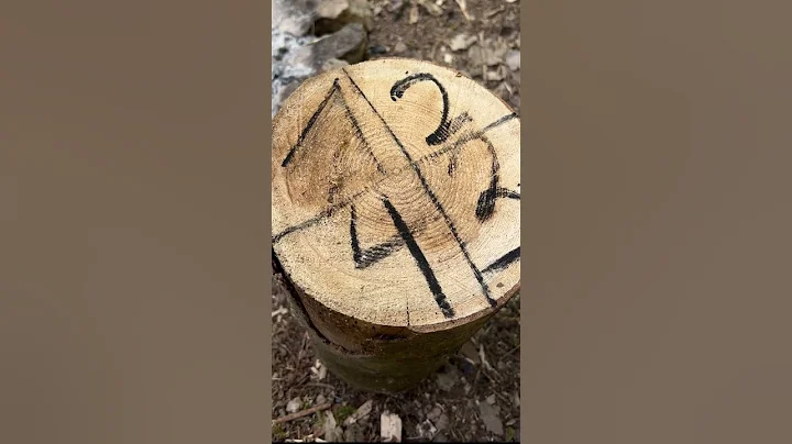 Forest GIRL makes Tea☕️ #shorts #bushcraft #camping #cooking #asmr #outdoors #survival #short