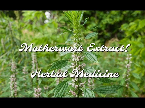 Video: Apa Itu Motherwort Herb - Cara Merawat Tanaman Motherwort