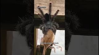 Goliath Birdeater laba-laba terbesar di dunia