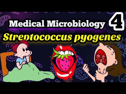 Streptococcus pyogenes شرح بكتيريا الالتهابات اللوزتين (الحلق) والحمي الروماتزميه بالعربي
