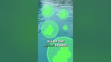 This ONE Thing Kills Pool Algae (and It