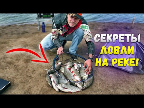 Как ловить много язя на реке!? Бешеный клёв. Рыбалка на фидер.