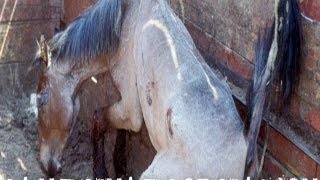 Animal cruelty: Largest Horse Slaughter In Mexico: Mercado De San Bernabe