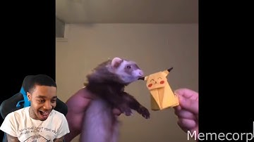 Cat Ruins the Ferret and Flight