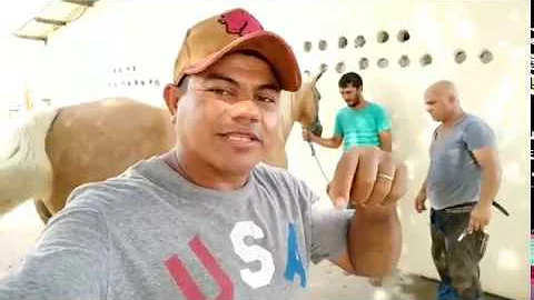 O que fazer quando o cavalo racha o casco?