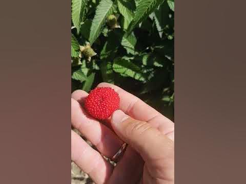 Малина тибетская розолистная. Тибетская малина дерево. Тибетская малина клумба. Тибетская малина в ландшафтном дизайне. Тибетская малина цветы.