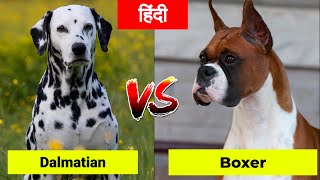 Dalmatian VS Boxer l in Hindi | Dog VS Dog | PET INFO |  Best For You as Pet?