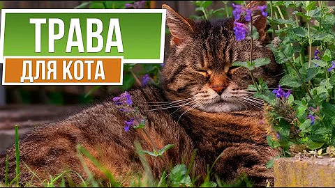 Трава для кошек  ☘  Какую зелень посадить для кошки