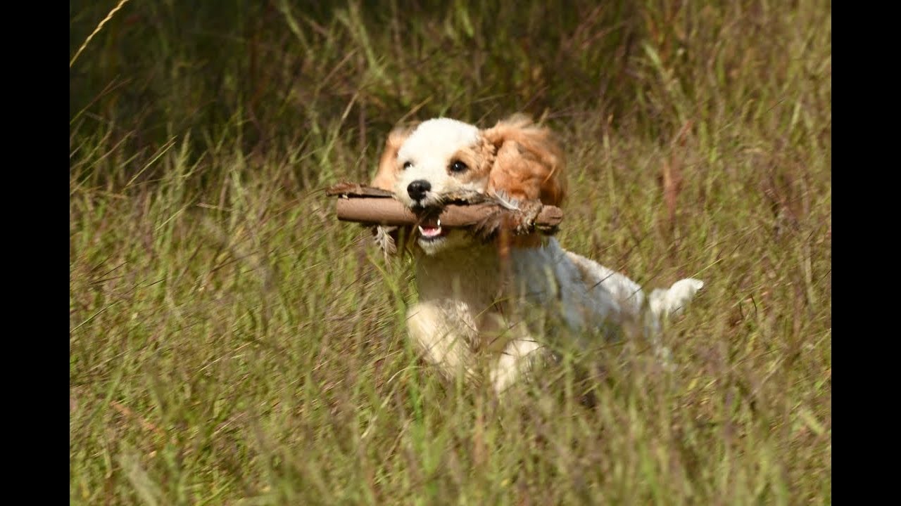 "Gilly" The Cavapoo Bird Dog