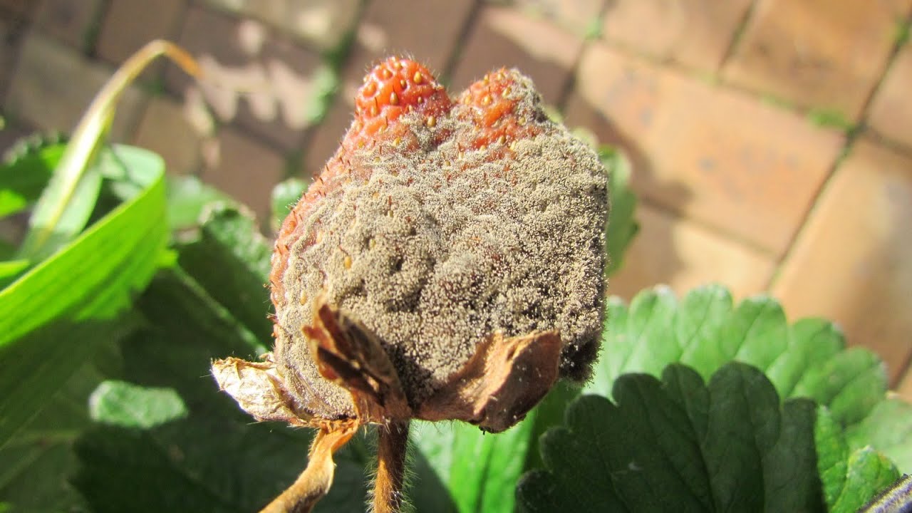 Strawberry Mold -  Australia