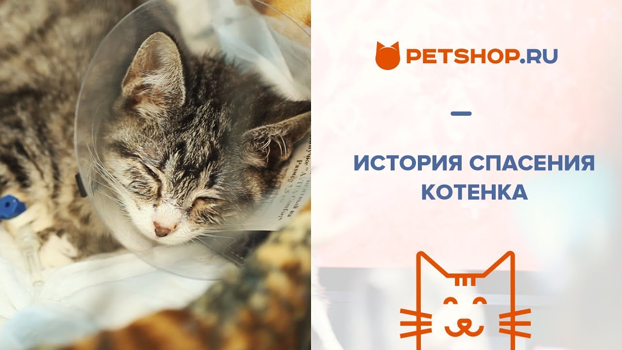 Котенка сбила машина