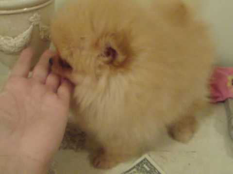 baby doll face pomeranian for sale
