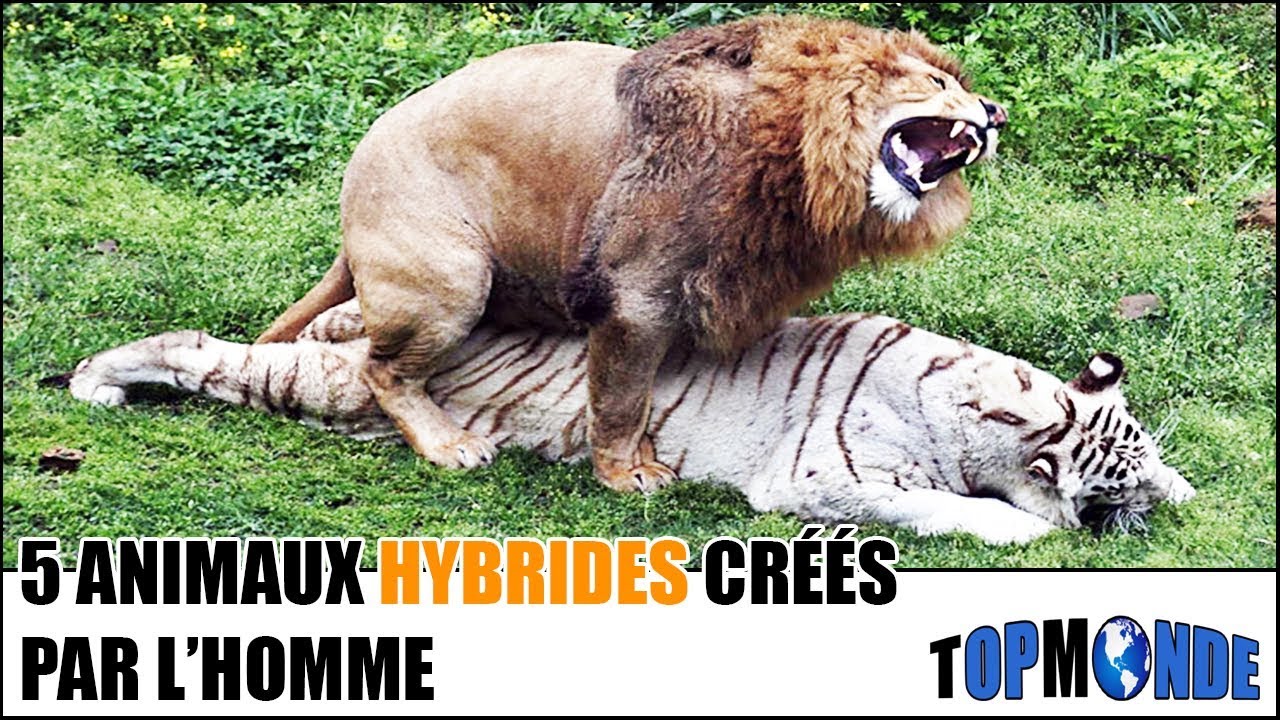 5 ANIMAUX HYBRIDES Créés Par L'HOMME  YouTube