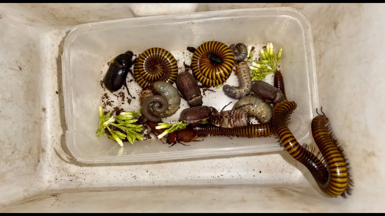 Rotten Insect Lot of Termites and Giant Millipedes with Many Huge Beetles and Worms ...