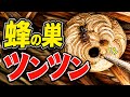 スズメバチの巣をツンツンしてみた結果。。