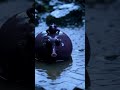 India's Purple Frog Lives Underground for Nearly a Year — Surfaces for Just One Reason