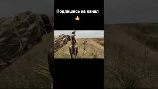 Охота на утку с подхода ✅🔥#hunting #охота #shorts #shortvideo #охотавидео