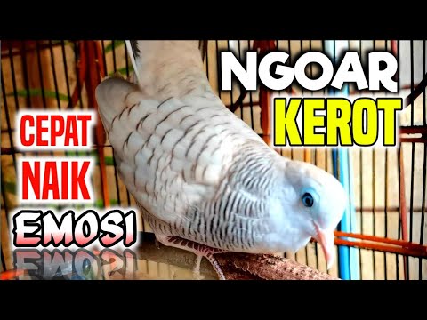 Perkutut NGOAR KEROT, Sangat cocok untuk mancing perkutut cepat birahi dan emosi