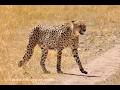 陸最速ハンター/チーター🐆