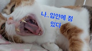 삼색 곤쥬님들은 모두 작은방에...😊😘