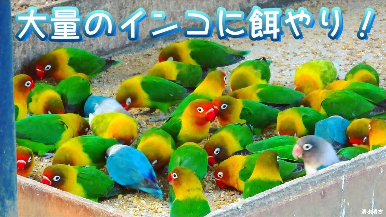 インコ大好き 大量のインコに餌やり Lots Of Parakeets Feeding Parrots かわいい 歓喜セキセイインコ ボタンインコ オカメインコ ワカケインコ 大量注意 カラフル Youtube