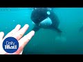 Incredible moment killer whales brush past swimmer in new zealand