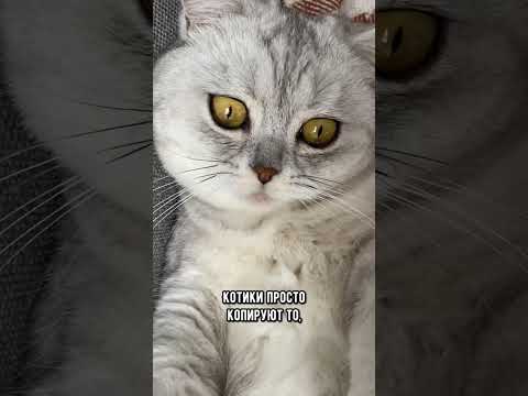 Забавные привычки котиков, которым есть объяснение #кот #кошка #short
