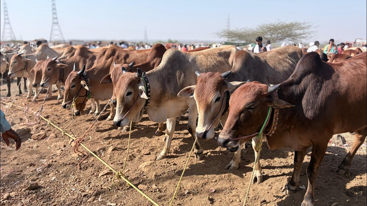 कामठा बैल बाजार  | OX MARKET| दि : 7/03/2026 | वार शनिवार