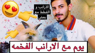 الارانب والقطط مع بعض ايش صار ? ؟ و معلومات عن تربية وتغذية الارانب / Mohamed Vlog