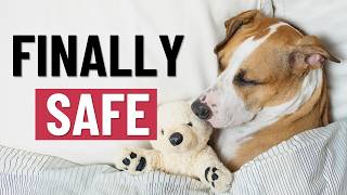 Bringing home a rescue dog | Fearful dog, traumatized dog