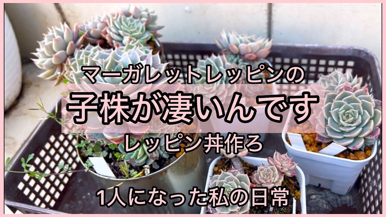 no. 37 葉挿し 発根もしくは発芽済み＋マーガレットレッピンのカット苗