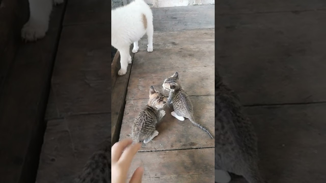 little dog playing with 3 little cats YouTube