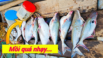 Câu Cá Basa Mùa Nước Đổ Bằng Bài Mồi Này Đóng Cá Mỏi Tay.