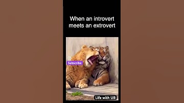 When an introvert meets an extrovert #introvert #extrovert #friends #funny #animals #lions #tigers