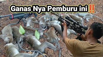 G4n4s!! Berlimpah Poin Kera Ekor Panjang
