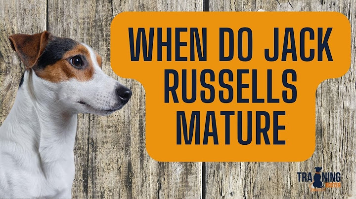 Can Jack Russells have long hair?