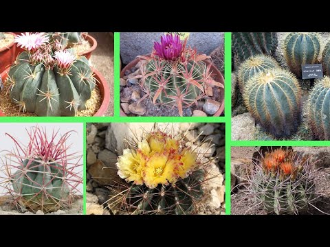 Vídeo: Cactus Que Floreixen