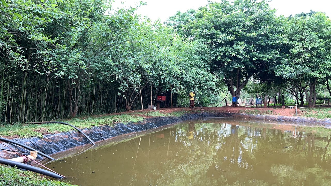 TANQUE DE PEIXES COM LONA TROCA DA ÁGUA PARTE 2 