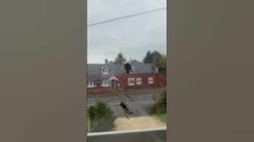 Spider catches wasp - what will happen?     #spider #nature