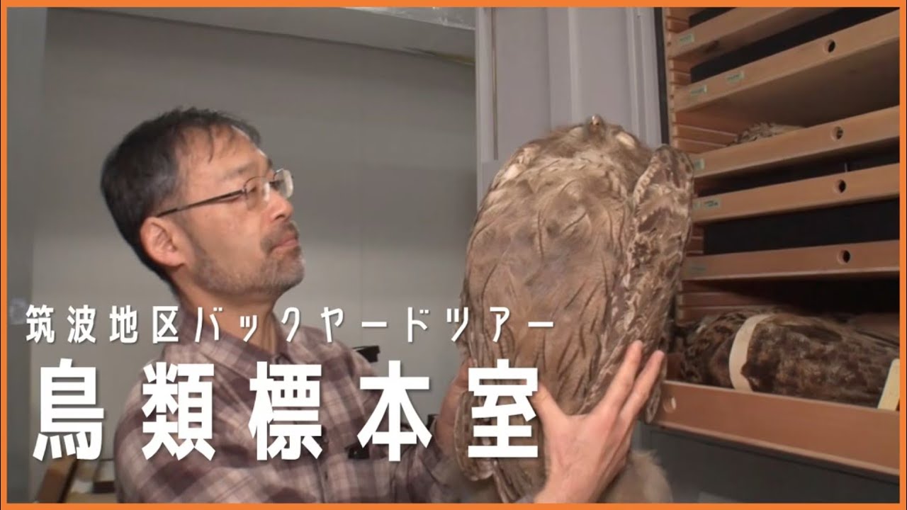 国立科学博物館　筑波地区バックヤードツアー「鳥類標本室」